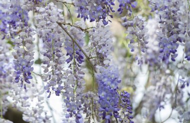 Amerikan Wisteria