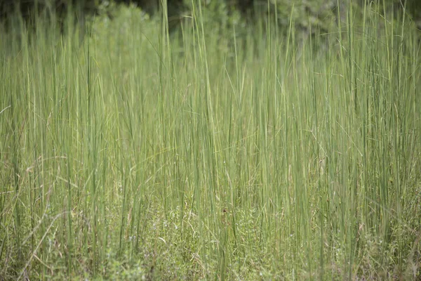 Mauvaises herbes — Photo