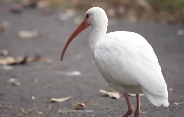 Ibis blanco — Foto de Stock