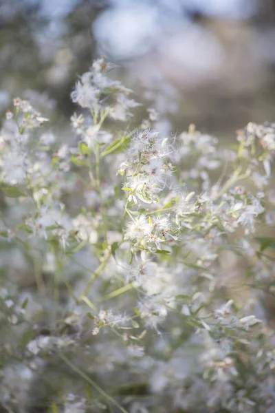 Vita blad på Bush — Stockfoto