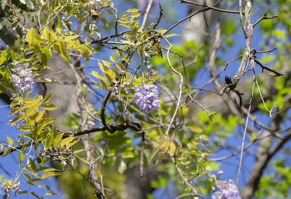 Amerikan Wisteria — Stok fotoğraf