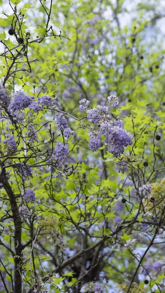 American Wisteria — Stock Photo, Image