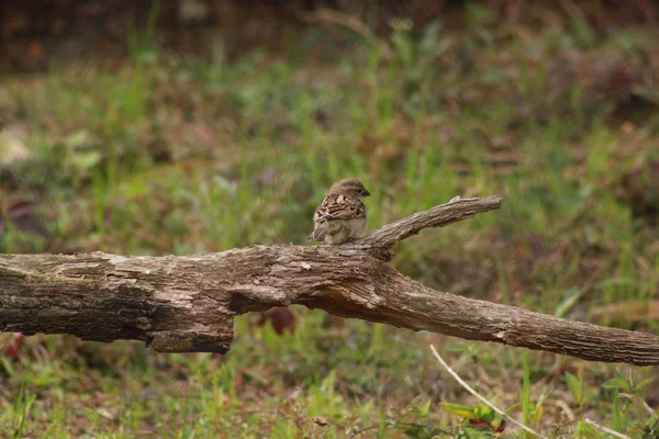 Small Bird in the Forest — Stock Photo, Image