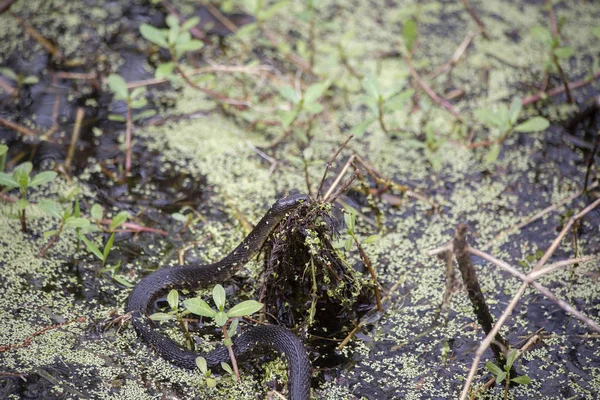 Couleuvre d'eau à ventre jaune nageant — Photo