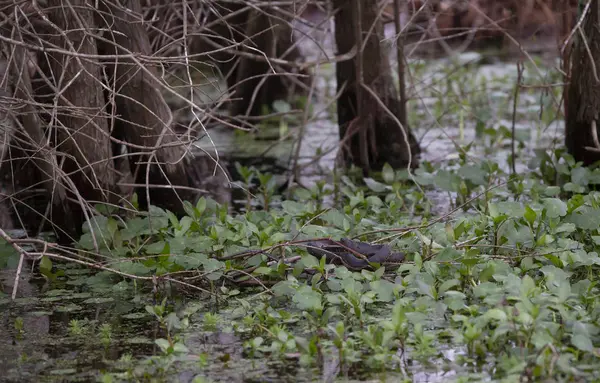 Serpente d'acqua verde del Mississippi — Foto Stock
