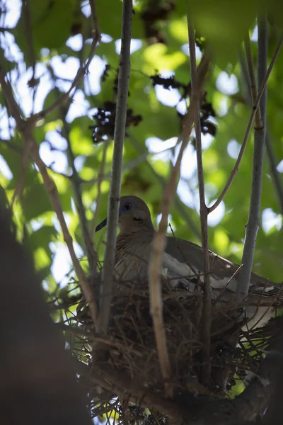 Nid de colombe à ailes blanches — Photo