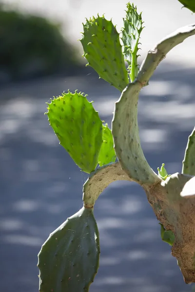 Cactus Near The Road — Stock Photo, Image