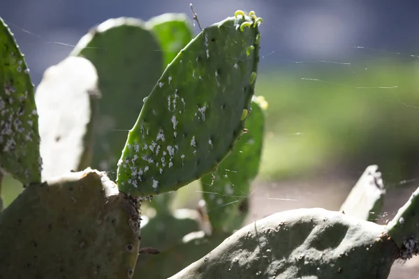 Cactus Near The Road — Stock Photo, Image