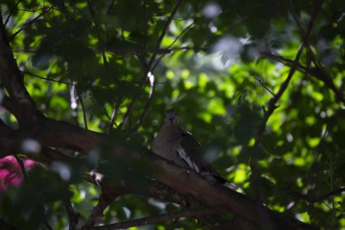 Meraklı Beyaz Kanatlı Güvercin