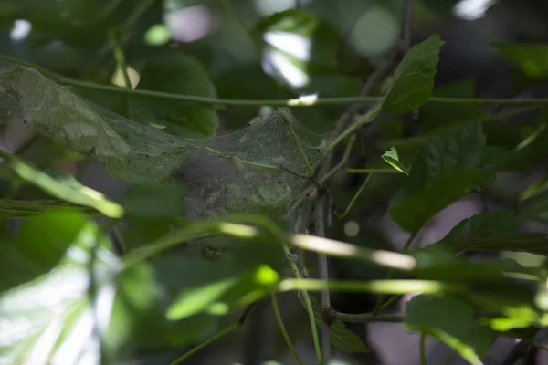 Young Caterpillars — Stock Photo, Image