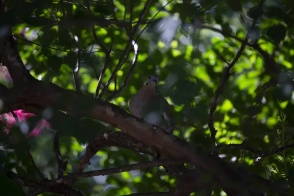 Curiosa colomba dalle ali bianche — Foto Stock