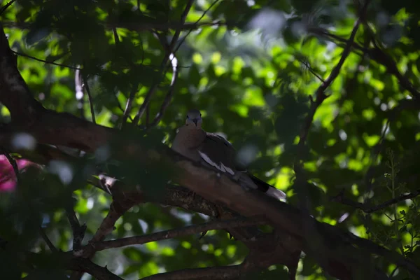 Pomba-de-asa-branca curiosa — Fotografia de Stock