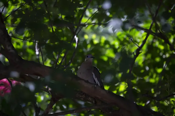 Curious White-Winged Dove — ストック写真