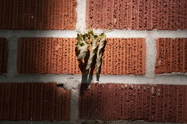 Viña moribunda en una pared de ladrillo rojo —  Fotos de Stock