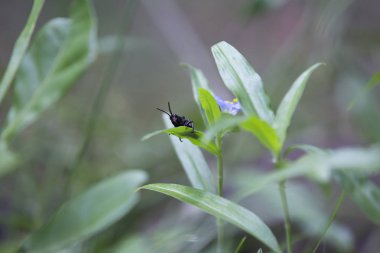 Bebek Doğu Lubber Çekirge