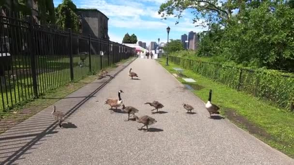 ルーズベルト島は Fdrフォーフリーダム州立公園 コーネルテック またここに家を作ることを決定した非常に多くのカナダのガチョウに家です — ストック動画