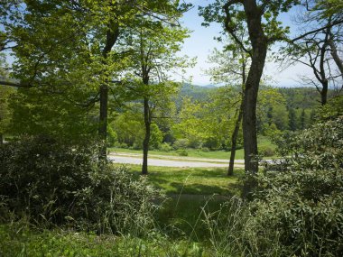Kuzey Carolina 'daki Blue Ridge Dağları' ndaki ormandan geçen yol. - Üç. 