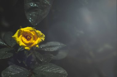 Yellow roses in the morning garden.Dark green tone.Do not focus on objects