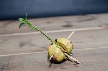 Avokado tohumu. Büyüyen bitkiler. Küçük bir ağaç. Yeşil ağaç. Nesnelere odaklanma