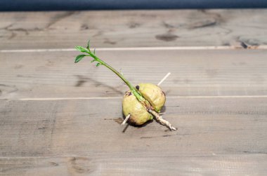 Avokado tohumu. Büyüyen bitkiler. Küçük bir ağaç. Yeşil ağaç. Nesnelere odaklanma