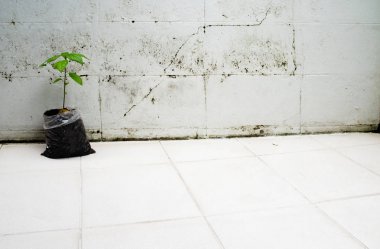 Avokado tohumu. Büyüyen bitkiler. Küçük bir ağaç. Yeşil ağaç. Nesnelere odaklanma