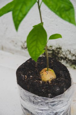 Avokado tohumu. Büyüyen bitkiler. Küçük bir ağaç. Yeşil ağaç. Nesnelere odaklanma