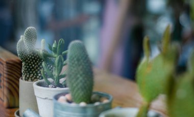 Kaktüs sabah kafede. Kaktüs küçük ağaçları ile kafelerde.