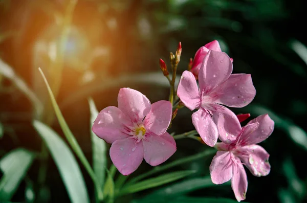 Lindas Flores Cor Rosa Pela Manhã Flores Cor Rosa Jardim — Fotografia de Stock