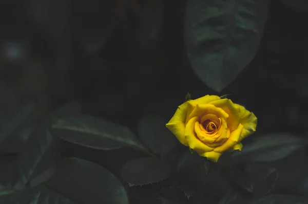 Yellow roses in the morning garden.Dark green tone.Do not focus on objects