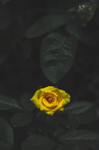 Yellow roses in the morning garden.Dark green tone.Do not focus on objects