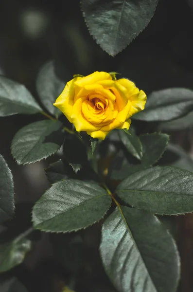 Yellow Roses Morning Garden Dark Green Tone Focus Objects — Stok fotoğraf
