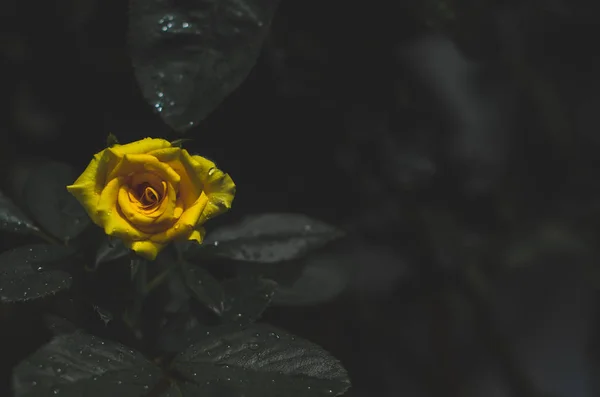 Yellow roses in the morning garden.Dark green tone.Do not focus on objects