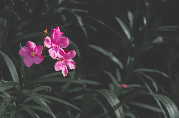 Sabahları Güzel Pembe Çiçekler Sabah Bahçesinde Pembe Çiçekler — Stok fotoğraf