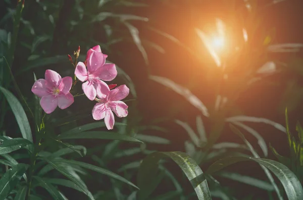 Sabahları Güzel Pembe Çiçekler Sabah Bahçesinde Pembe Çiçekler — Stok fotoğraf