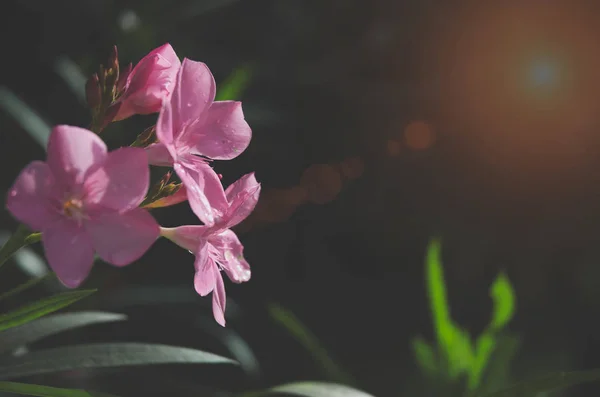 Sabahları Güzel Pembe Çiçekler Sabah Bahçesinde Pembe Çiçekler — Stok fotoğraf