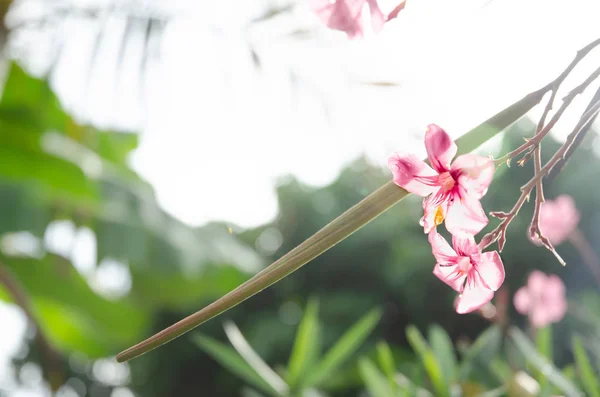 Beautiful pink flowers in the morning.Pink flowers in the morning garden.