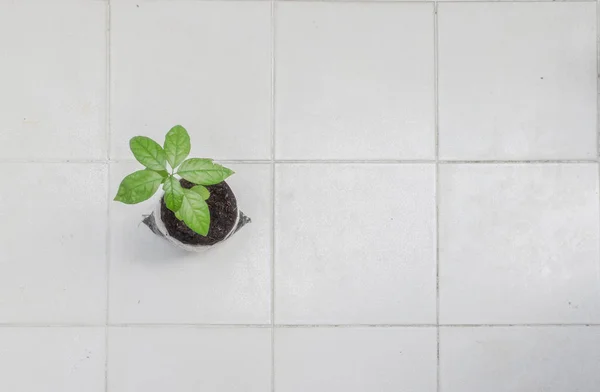 Het Zaad Van Avocado Groeiende Planten Kleine Boom Groene Boom — Stockfoto