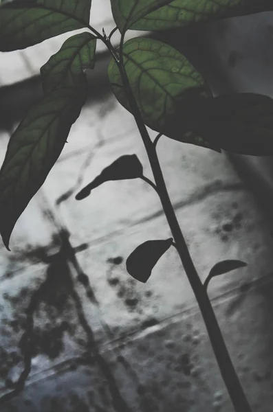 Semente Abacado Plantas Crescimento Árvore Pequena Árvore Verde Não Foque — Fotografia de Stock