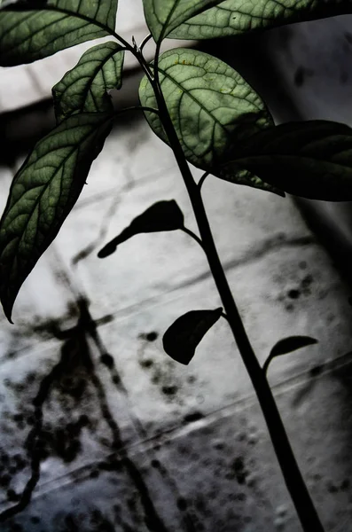 Semente Abacado Plantas Crescimento Árvore Pequena Árvore Verde Não Foque — Fotografia de Stock