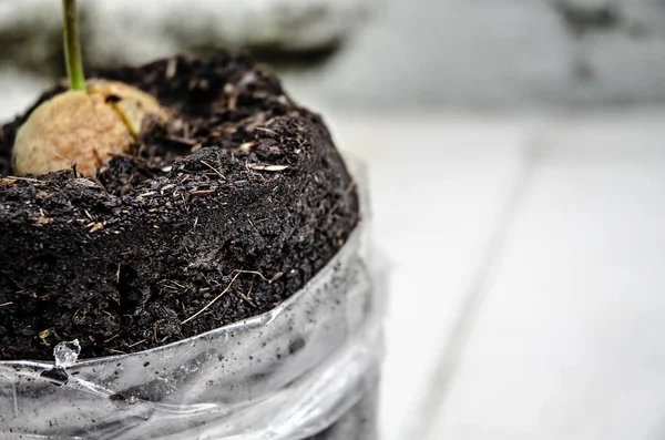 Black soil cultivates seedlings.Do not focus on objects.