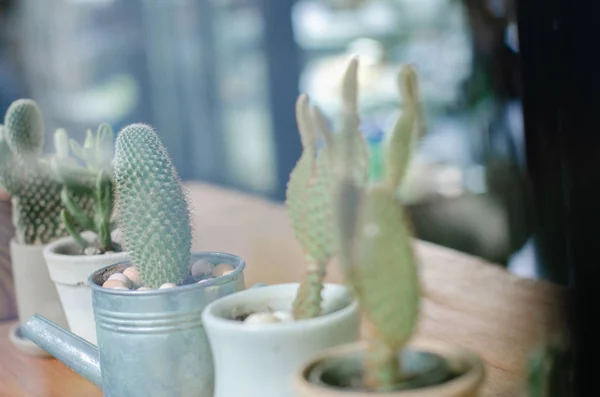 The cactus is in the morning cafe.In cafes with cactus Small trees.