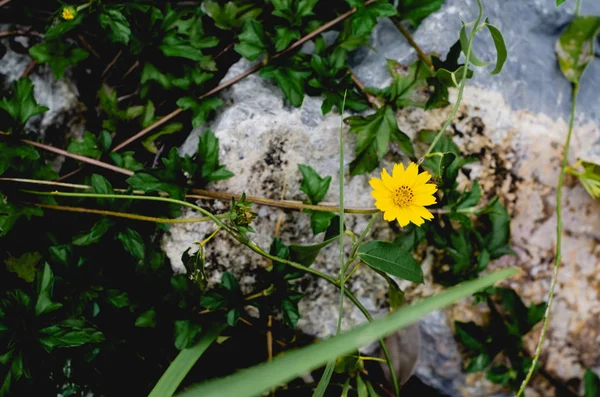 Lindas Flores Amarelas Jardim Pela Manhã Não Foque Objetos — Fotografia de Stock