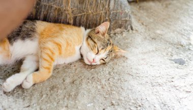 Kedi sabah yerde yatıyor. sevimli kedi. Siyah-tüylü hayvanlar.