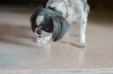 Sevimli evcil hayvanlar şeker yiyor. Shishu köpekleri sabah evde duruyorlar. Sevimli evcil hayvanlar. Siyah beyaz köpekler ayakta.