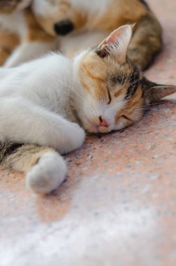 Kedi sabah yerde yatıyor. sevimli kedi. Siyah-tüylü hayvanlar.