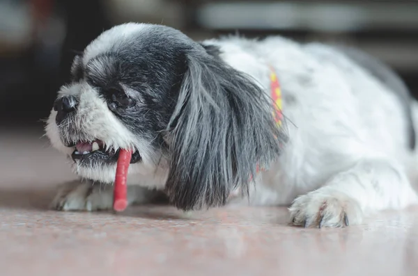 Cute pets are eating candy.Shishu dogs are standing in the house in the morning.Cute pets.Black and white dogs are standing.