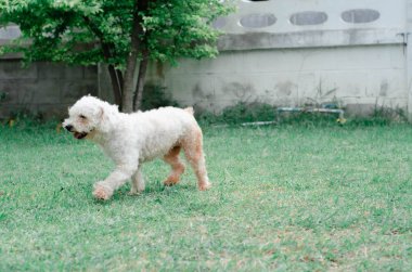 dört ayaklı arkadaş