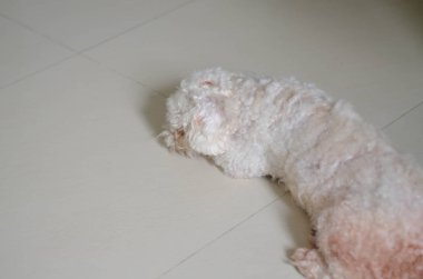 dört ayaklı arkadaş