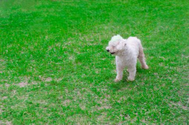 dört ayaklı arkadaş