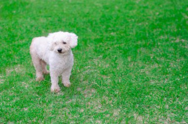 dört ayaklı arkadaş